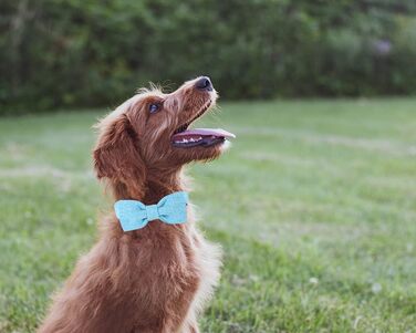 Елегантний собачий нашийник з бантиком DOGWONG, білий, для собак малого та середнього розміру, зручний та регульований, подарунок для дівчаток та хлопчиків