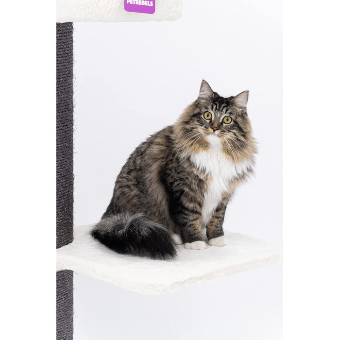 Дряпак для великих котів Petrebels Maine Coon 117 см, преміум-якість, стовпи 20 см, білий