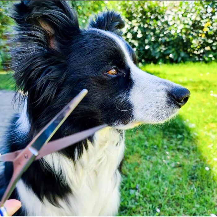 Ножиці для собак NTS-Solingen 18 см: професійні, з нержавіючої сталі, з безпечним наконечником