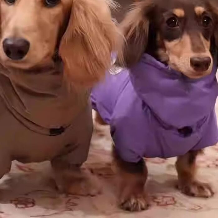 Теплий зимовий одяг для собак: куртка для такс, тепла, вітронепроникна, з блискавкою, зручний комір, розмір S, коричневий, 2XL