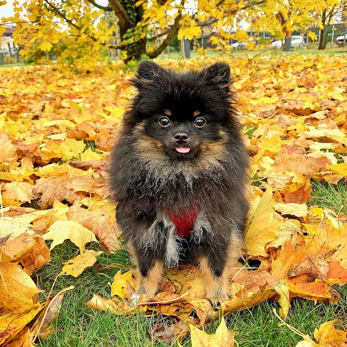 Набір щіток для собак та котів преміум-класу 3 в 1: щітка, зчесалка, гребінець | Для довгої, короткої шерсті, підшерстка