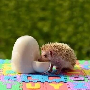 Автоматична годівниця для води з кераміки Dahey для маленьких тварин: миші, хом'яки, їжачки, шиншили, єноти, морські свинки (227 мл)