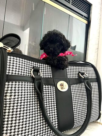 Сумка-переноска для собак NewEle Fashion, чорна, для маленьких собак до 4.5 кг, з великими кишенями, підходить для подорожей (авіакомпанії)