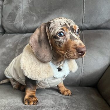 Зимовий одяг для собак: теплий водонепроникний зимовий одяг для собак з флісу, жилет для собак та котів (XXL, бежевий)