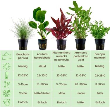 Набір акваріумних рослин AquaOne 5 шт: Lilaeopsis, Lagenandra, Cryptocoryne, Echinodorus для акваріума, для початківців