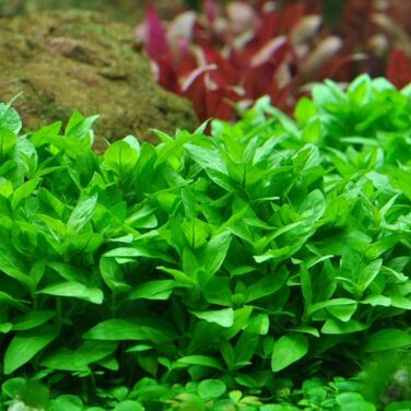Акваріумна рослина Helanthium 'Quadricostatus', 3 шт. — невибаглива акваріумна росеткова рослина для акваскейпу, повністю вкорінена, легка у догляді, декор для акваріума (Staurogyne repens)