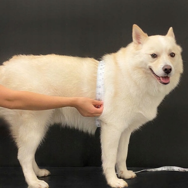 Куртка Puppia, чорна, 3XL