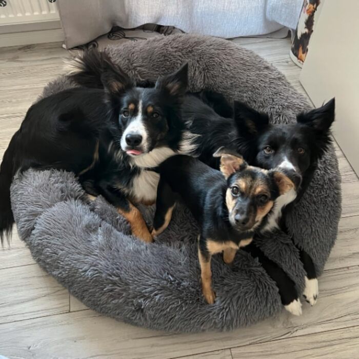 Ліжко для собак Grand Filippo Fluffy, 65 см, кругле, зелений, знімний чохол, машинне прання, ручна робота, м'яке, також для котів