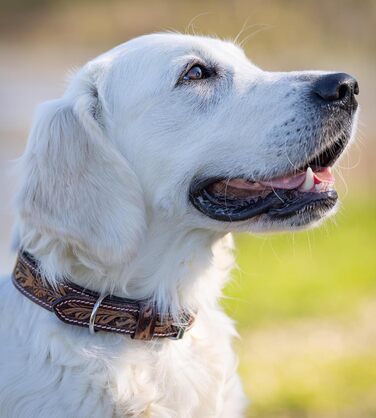 Нашийник для собак Джек Рассел з натуральної шкіри буйвола, регульований, з м'якою підкладкою, ручної роботи, з різьбленням, Alexey (S, 26-34 см)