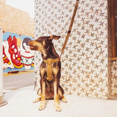 Шлейка EzyDog для собак з кріпленням для автоременю, безпечна, з підкладкою, для маленьких, середніх та великих собак, світловідбиваюча (XL, Чорний) (Double Extra Small, Kordsamt)