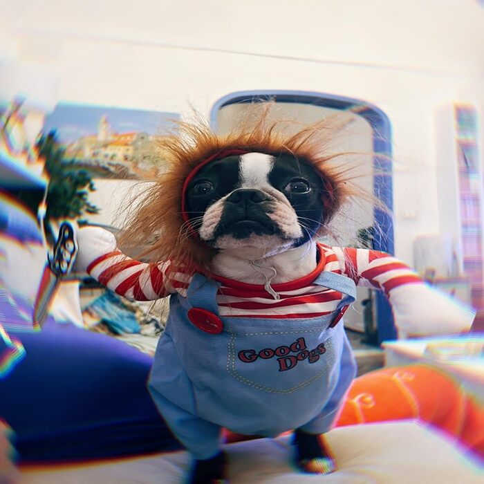 Костюм для собаки: Хелловін, косплей, вечірка, святковий набір (M)