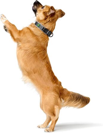 Нашийник для собак Hunter Maldon сірий, розмір L: дихаючий сітчастий, міцний нейлон, безшумний, гіпоалергенний, з запобіжником затягування, адресник, легкий