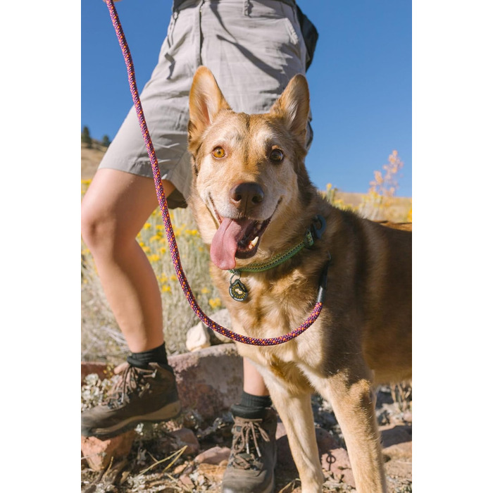 Ошийник для собак OllyDog Rescue регульований, легкий, з міцною пряжкою, для великих, середніх і малих порід, призматично-зелений