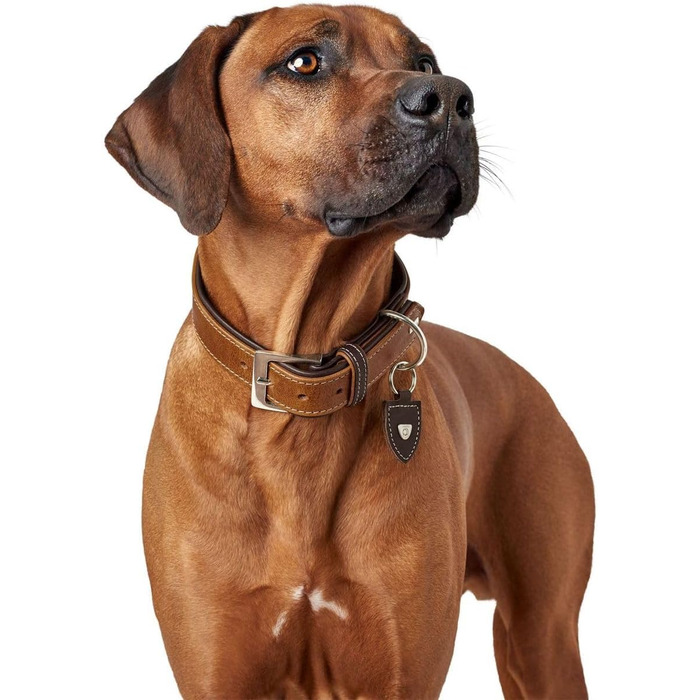 Нашийник для собак Hunter Tara, шкіряний, юхт-шкіра, міцний, стійкий до погодних умов, розмір M (55 см), колір коньяк/темно-коричневий