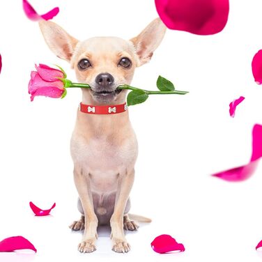 Нашийник для собак з шкіри та поводок-стрічка HALFSUMO: комплект для малих та середніх собак та котів, червоний