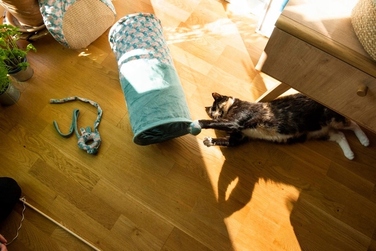 Тунель для котів ZOLUX ETHICAT з іграшкою