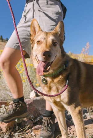 Ошийник для собак OllyDog Rescue регульований, легкий, з міцною пряжкою, для великих, середніх і малих порід, призматично-зелений