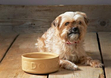 Миска для собак Mason Cash з порцеляни, з ручкою та синім написом, 15 см