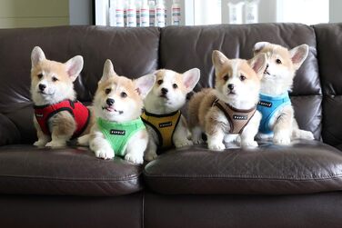 Нагрудник для собак Puppia, чорний, X-Large (XL) - м'яка жилетка, для малих та середніх собак, також для цуценят, анти-тягучий