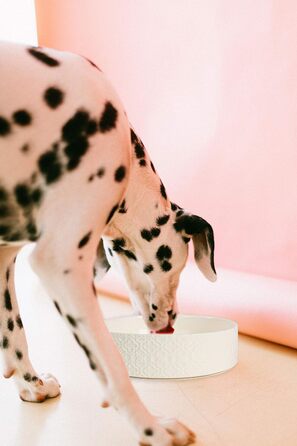 Великий керамічний миска для собак Kendra Scott, 1,4 л, для корму та води, миється в посудомийній машині, велика, 6 порцій