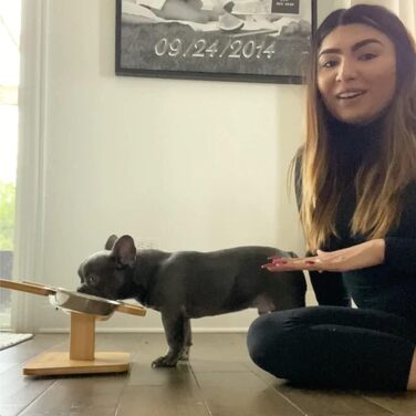 Підставка для мисок NibbleyPets з нержавіючої сталі, набір 3-в-1 для корму та води, для французьких бульдогів і мопсів