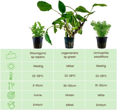Набір акваріумних рослин AquaOne: 5 водних рослин для акваріума – Lilaeopsis, Lagenandra, Cryptocoryne, Echinodorus, для початківців