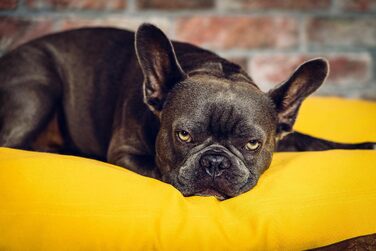 Ортопедичне ліжко для собак Roth & Bock з м'якої піни, сертифіковане Oeko-Tex Standard 100, покриття з водонепроникного канвасу, жовте, розмір S