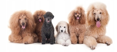 Сухий корм Eukanuba Adult для німецьких вівчарок, 12 кг