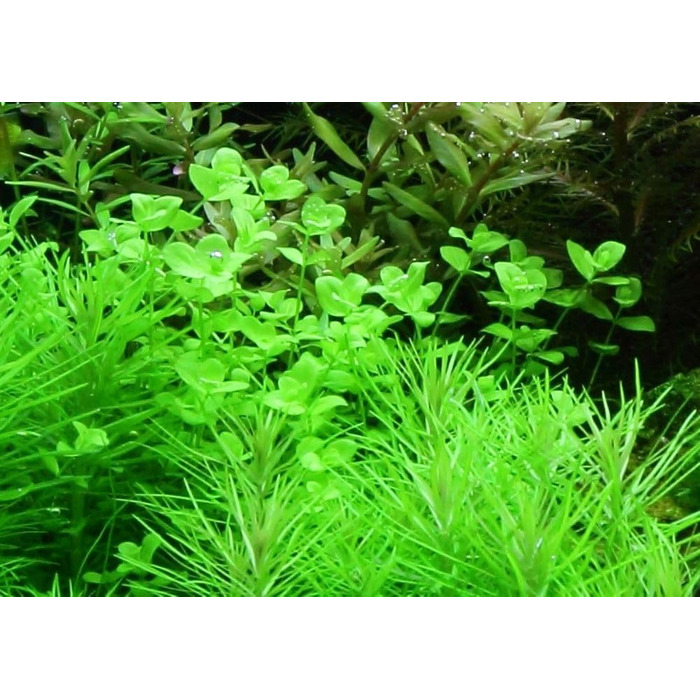Акваріумна рослина Hygrophila corymbosa 'Compact', 3 шт — водна рослина для акваріума, стеблова, з розвиненою кореневою системою, легка у догляді, для акваскейпінгу та декору (Micranthemum umbrosum)