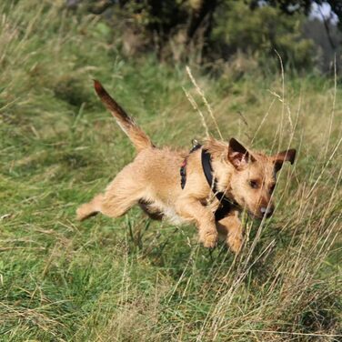OUTDOORDINO Сумка для ласощів для собак з преміум-шкіри оленя - сумка для тренування собак, міцна та надійна