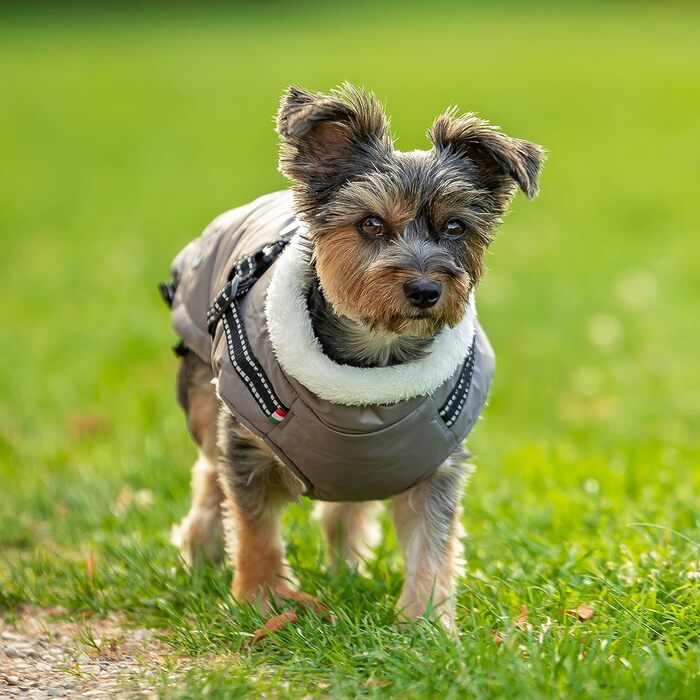 Зимова куртка для собак CHIARA Nick з шлейкою CHJ-2331DB-3 XL - тепла, водонепроникна, вітронепроникна, поліестер, індивідуальна посадка, темно-сіра (M, Сірий)