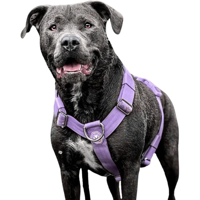 Нашийник для собак Spark Paws No-Pull – фіолетовий, L (36-68 кг) – для великих порід, Pitbull, Боксер