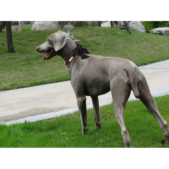 Чорний ошийник для собак з бантиком - регульований, міцний, для середніх собак, з бантиком для вечірки/весілля, чорний, Unique Style Paws