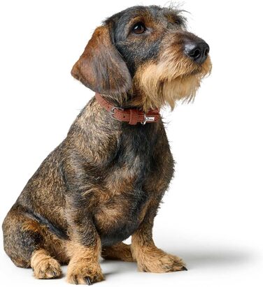 Нашийник для собак HUNTER SOHO MINI, колір: Cognac, шкіра, м'який, для маленьких собак та цуценят, Made in Germany, розмір 32