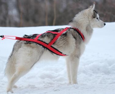 Шлейка X-Back Northern Howl для собак, для канікросу, байкджорингу, скіджорингу, догскутінгу, упряжки, червона