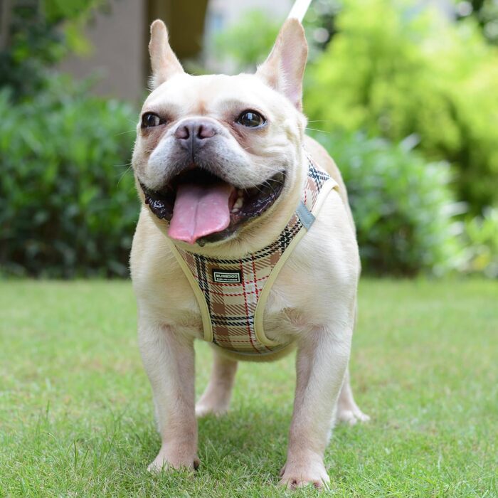 Нашийник для собак маленьких порід з повідком, анти-тягнучий, світловідбиваючий, дихаючий, нагрудник для цуценят (Бежевий, S, Обхват грудей: 29-33 см)