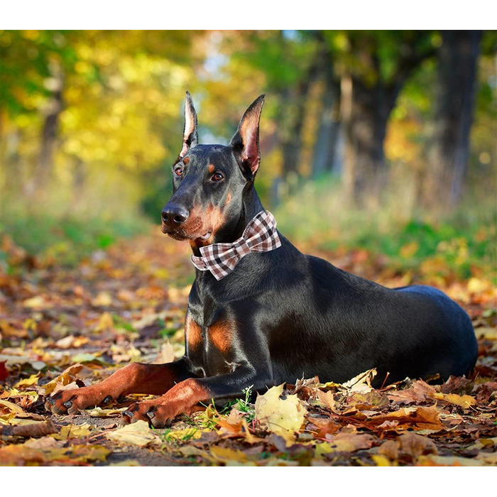 Елегантний поводок для собак Unique Tyle з клямкою та бантиком, для маленьких, середніх та великих собак та котів, XX-XL (S, коричневий)