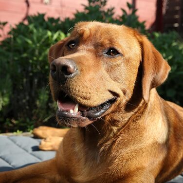 Килимок для собак your GEAR Lana, 90 x 60 см, бавовна Oeko-TEX, м'який, міцний, пральний, для дому та вулиці