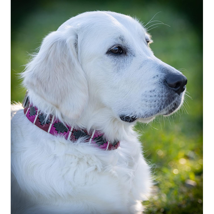 Стильний шкіряний нашийник для собак Jack Russell від Pablo – ручної роботи, регульований, преміум якість