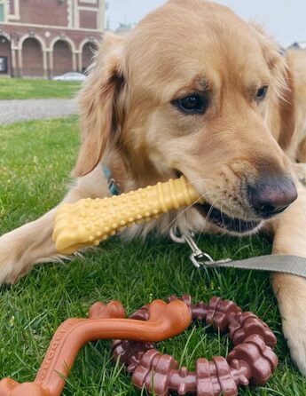 Жувальна іграшка для собак Nylabone Power Chew, набір 3 шт, арахісове масло та бізон, для великих і гігантських порід
