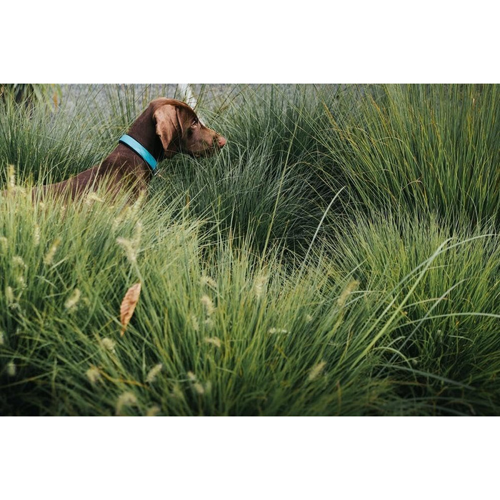 Нашийник для собак HUNTER CONVENIENCE COMFORT, турквіс, з неопреновим наповнювачем, водостійкий, легкий у догляді, для спорту та відпочинку, розмір 45