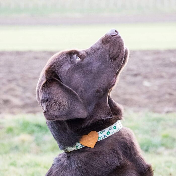 Нашийник для собак Pettsie з серцем та браслетом дружби, регульовані розміри S та M, зручний дизайнерський льон, міцний та довговічний, чудовий подарунок для любителів собак, (35,6 - 50,8 см (M), Зелений)
