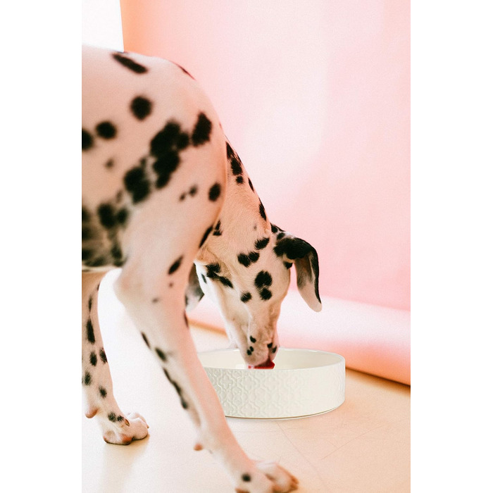 Великий керамічний миска для собак Kendra Scott, 1,4 л, для корму та води, миється в посудомийній машині, велика, 6 порцій