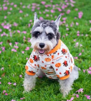 Піжама для собак з принтом черепа на Halloween, розмір XL, білий, костюм для собак, піжама-комбінезон, костюм для тварин