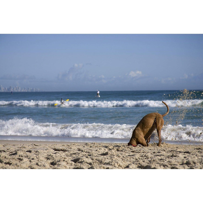 Нашийник для собак EzyDog - неопреновий, водонепроникний, світловідбиваючий (M, чорний) 39-44 см