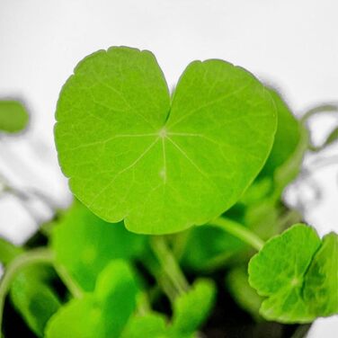 Водяна рослина для акваріума Hydrocotyle leucocephala, 3 шт., середній план, акваріумна рослина з розеткою, повністю вкорінена, легка для акваскейпінгу, декор AquaOne