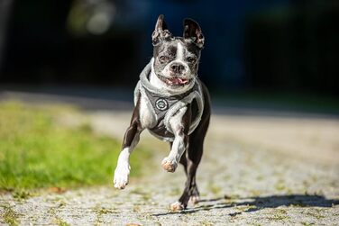 М'який нашийник для собак CHIARA MIA, розмір XL, сірий - водонепроникний, з безпечними світловідбиваючими смугами, регульований на липучці