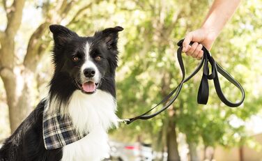 Повідок Leash Boss для великих собак з двома ручками та додатковою транспортною ручкою, міцний, з подвійною м'якою підкладкою, для вигулу та дресирування