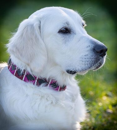 Стильний шкіряний нашийник для собак Jack Russell від Pablo – ручної роботи, регульований, преміум якість