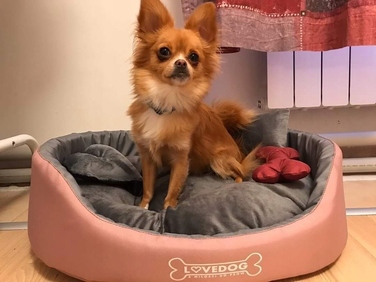 Вольєр для собак Lovedog, багатоколірний, 60 см x 50 см